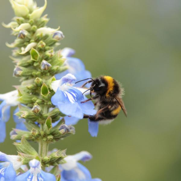 World Bee Day – How To Save The Bees